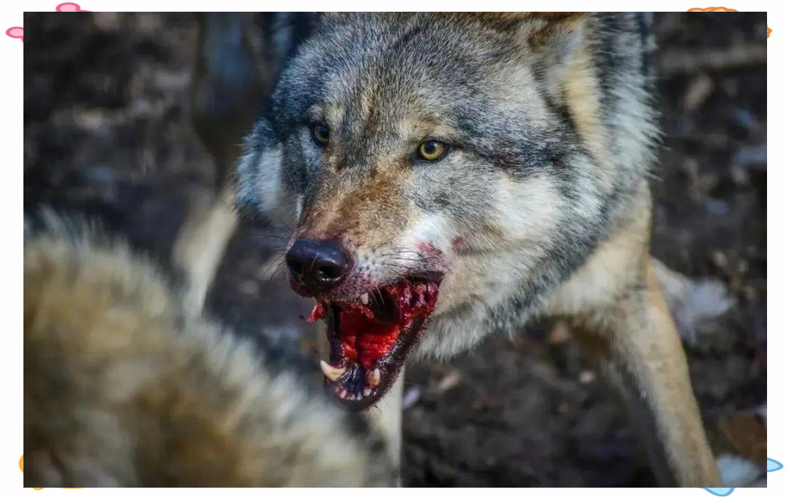 星空体育网页版登录入口-瑞士队千钧一发，惊险晋级欧锦赛资格赛决赛